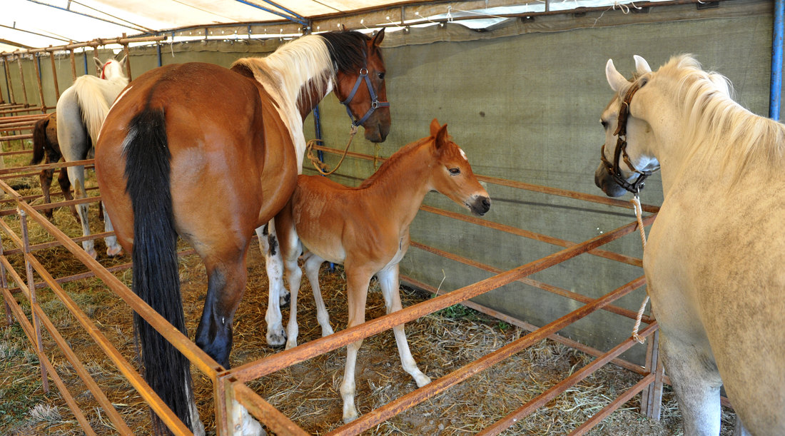 U Srbiji 16.000 konja, dogodine licence za pastuve