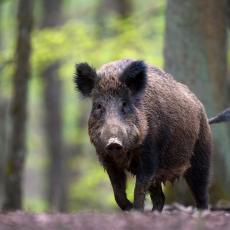U Srbiji će biti odstreljeno 70 posto divljih svinja, a sve da bi se sprečila OPASNA ZARAZNA BOLEST
