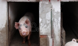 U Srbiji manje goveda, više svinja