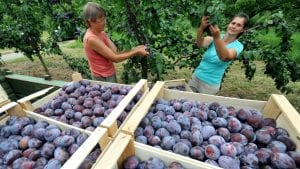 U Srbiji najviše zasada pod šljivom, a najbolje rodile jabuke