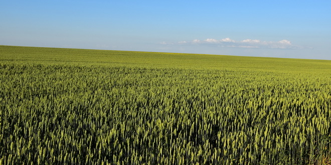 U Srbiji osigurano svega 15 odsto biljne proizvodnje