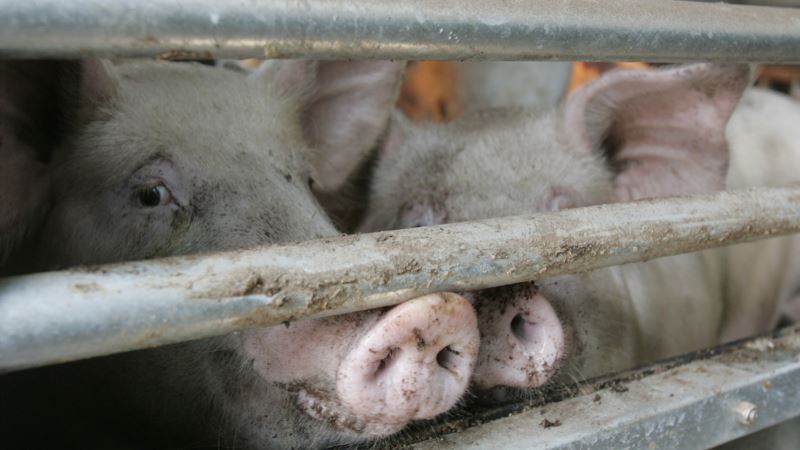 U Srbiji potvrđena afrička kuga svinja 