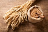 U Srbiji proizvedeno 10,9 odsto više pšenice nego lane