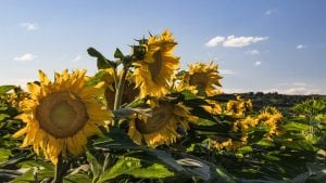 U Srbiji se očekuje prosečan rod suncokreta, a rekordan soje i kukuruza