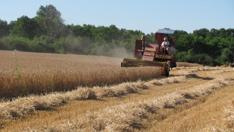 U Srbiji sve manje pšenice za izvoz