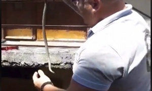 U Srbiji uhvaćena retka vrsta zmije (VIDEO)