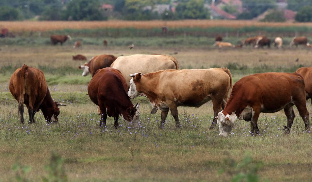 U Srbiji zanemarljiv rizik od bolesti ludih krava
