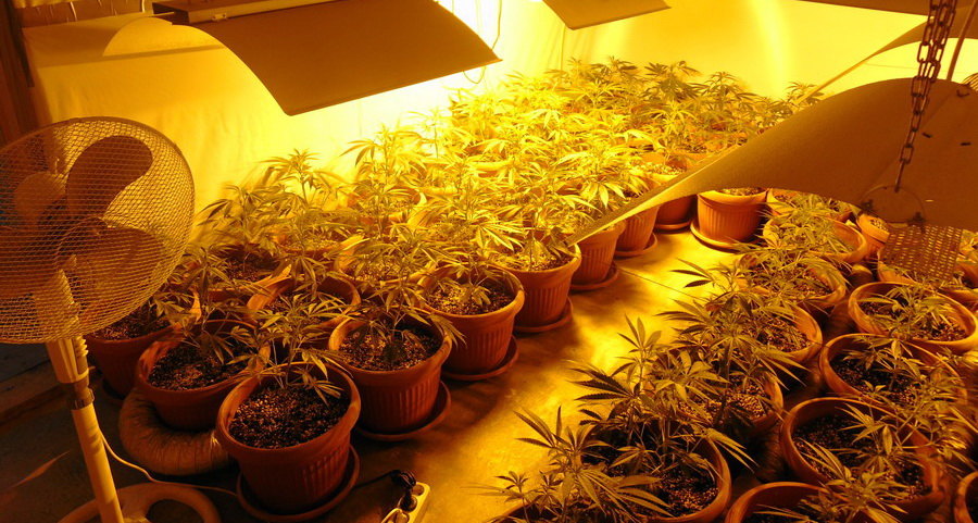 U Sremskoj Mitrovici laboratorija za uzgoj marihuane, troje uhapšeno