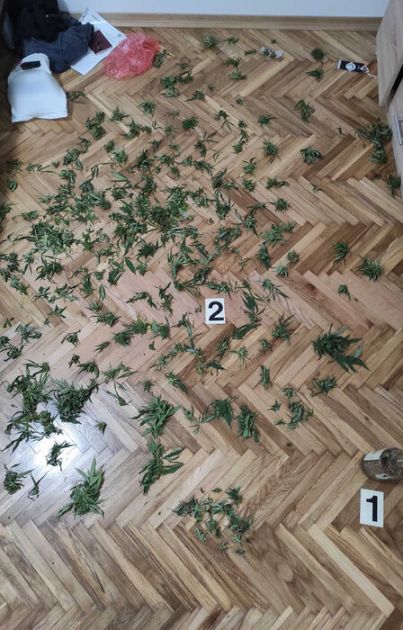 U Sremskoj Mitrovici zaplenjena marihuana, uhapšen osumnjičeni