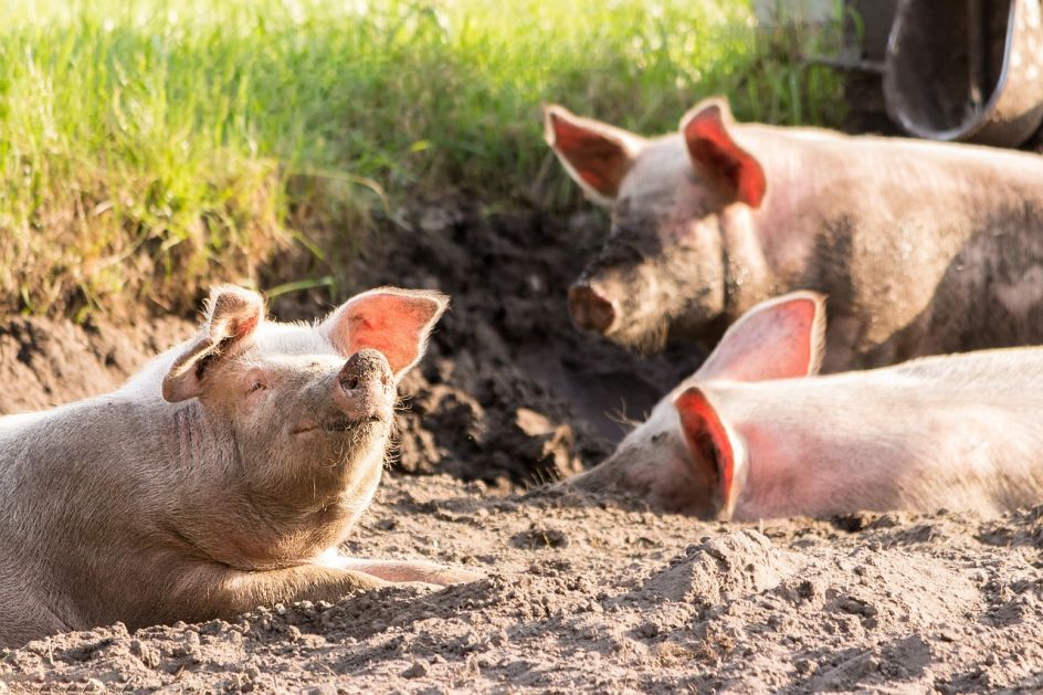 U Srpskoj zabranjena organizovana prodaja svinja