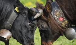 U Švajcarskoj u nedelju referendum o subvencijama za one koji čuvaju krave s rogovima (VIDEO)
