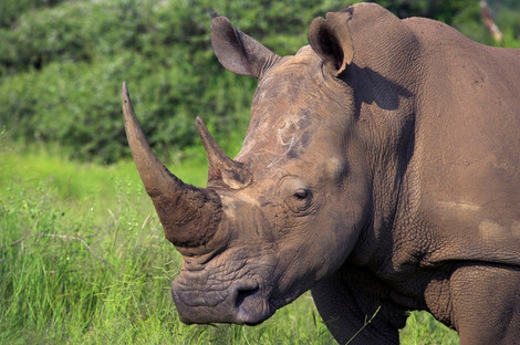 U Vijetnamu zaplenjeno 100 kilograma roga od nosoroga