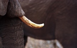 
					U Vijetnamu zaplenjeno dve tone slonovače 
					
									