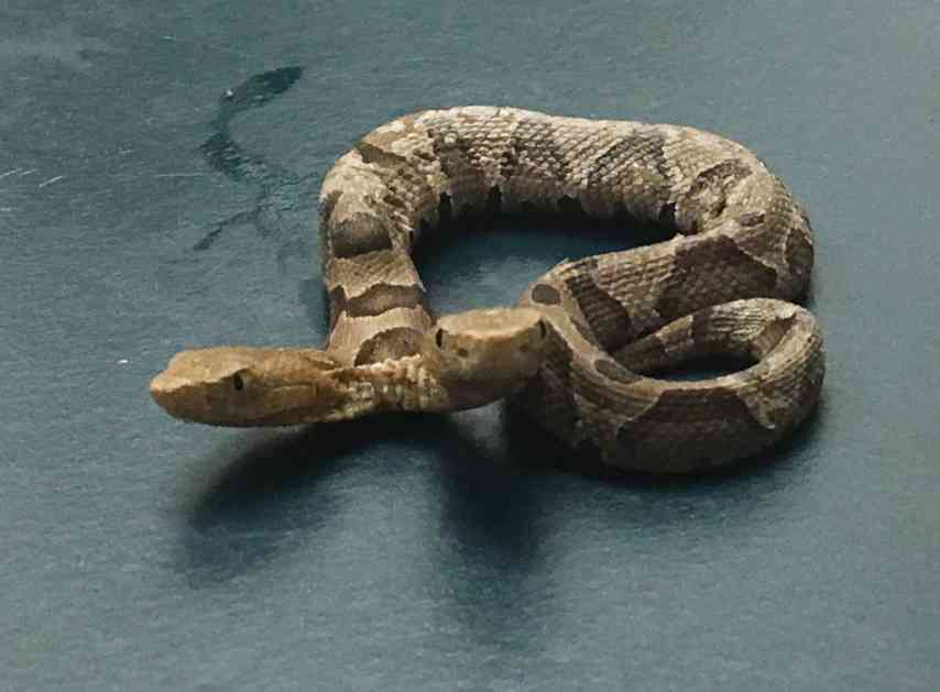 U Virdžiniji pronađena dvoglava zmija (FOTO)