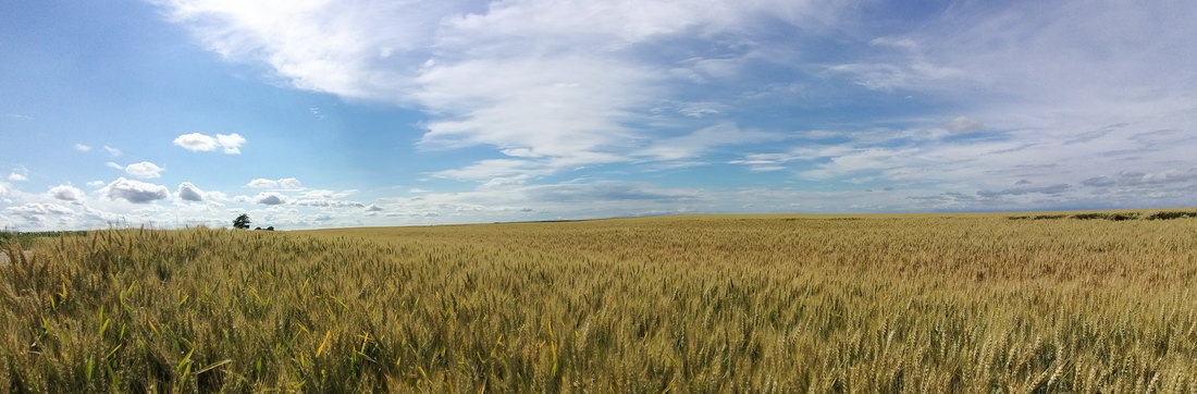 U Vojvodini počela setva pšenice