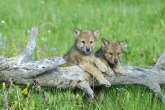 U Zoo vrtu u Jagodini rođene dve sive kanadske vučice