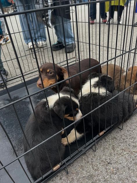 U akciji „Udomi me“ dva pasa pronašla svoj dom