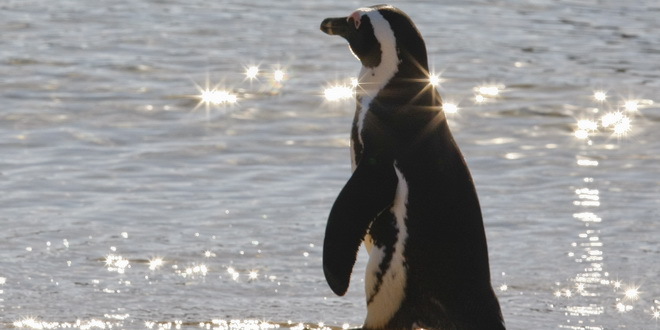 U beogradski zoološki vrt stižu pingvini, imaju novi dom