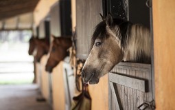 
					U kalifornijskim požarima stradalo 25 rasnih konja 
					
									