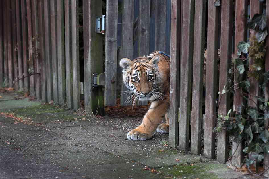 U kineskom zoo vrtu tigar usmrtio čoveka