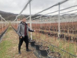 U kraju poznatom po višnji i šljivi Prokupčanin ima plantažu borovnica