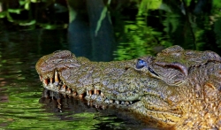 U napadu krokodila u Indoneziji jedna žena ubijena, druga nestala