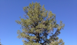 U opasnosti budućnost najdugovečnije vrste drveta u SAD