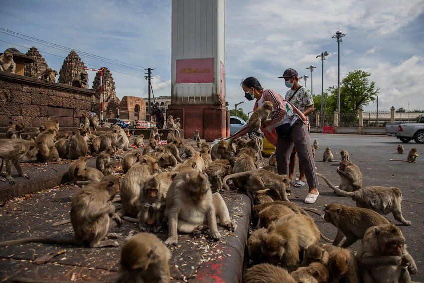 U ovom gradu vladaju majmuni – otimaju hranu, napadaju ljude i žive kao prava banda