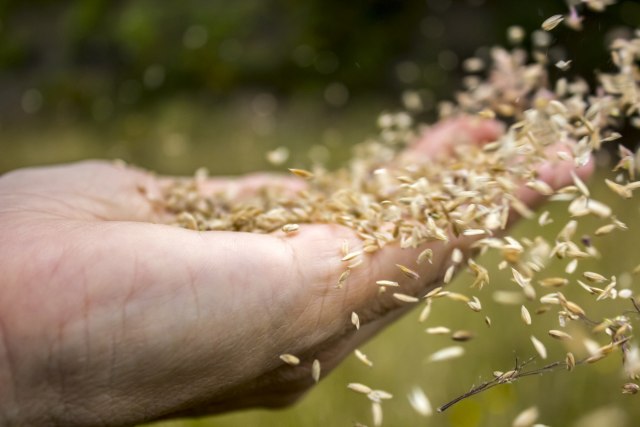 U ovom trenutku imamo oko milion tona pšenice viška