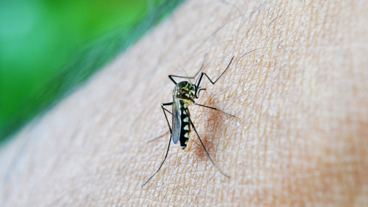 U planu suzbijanje larvi komaraca u celoj Srbiji - Evo kada počinje