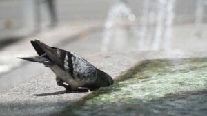 U poslednjih godinu dana, u Srbiji je svaki peti dan bio „ekstremno topao“