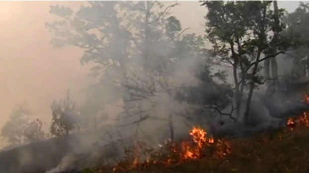 U poslednjoj deceniji u požarima stradalo oko 20.000 hektara šuma
