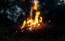 
					U požaru na Fruškoj gori izgorelo 10 hektara 
					
									