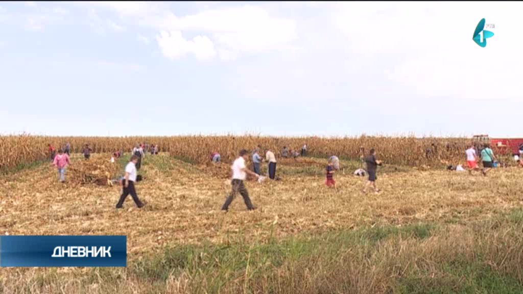 U ručnom branju kukuruza u Tordi nadmetali se i Rumuni i Mađari