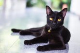 U svetu se obeležava dan crnih mačaka
