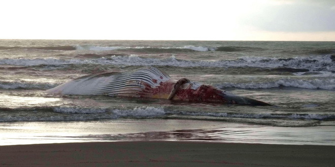 U telu kita pronađeno 40 kilograma plastičnih kesa