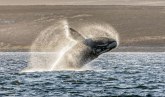 U telu nasukanog kita pronađen predmet vredan pola miliona evra: Ovo je sveti gral