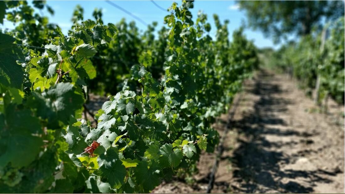 U vinogorju Fruške gore proizvode se organska i biodinamička vina