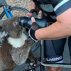 U vreloj Australiji OČAJNA KOALA zaustavila bicikliste da traži vodu (VIDEO)
