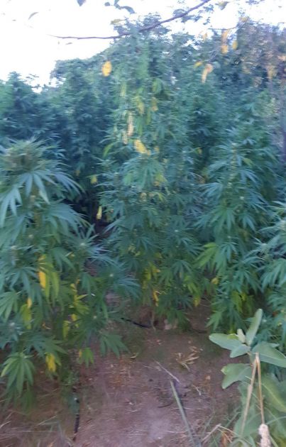 UHAPŠEN DVOJAC IZ ZRENJANINA: U dvorištu vikendice policija pronašla zasad od 34 stabljike marihuane