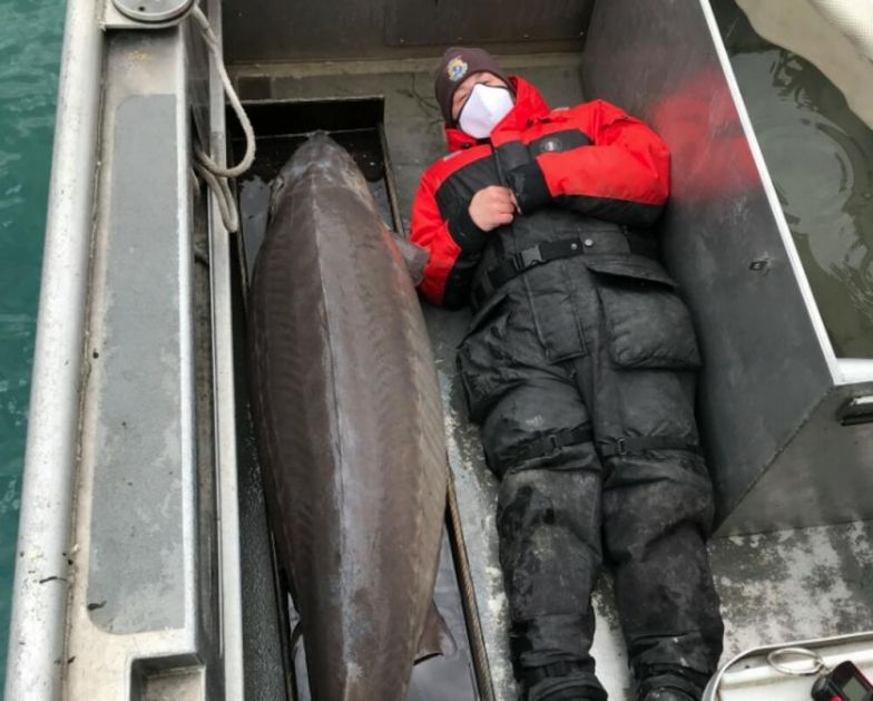 ULOVILI PRAVO REČNO ČUDOVIŠTE: Ima 2 metra i 108 kila, a veruje se da je ova riba stara više od 100 godina! FOTO