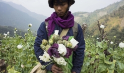 UN: Naglo porasla proizvodnja opijuma u Mjanmaru