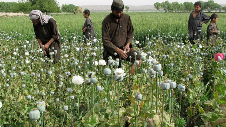 UN: Proizvodnja opijuma u Afganistanu skočila za 43 posto