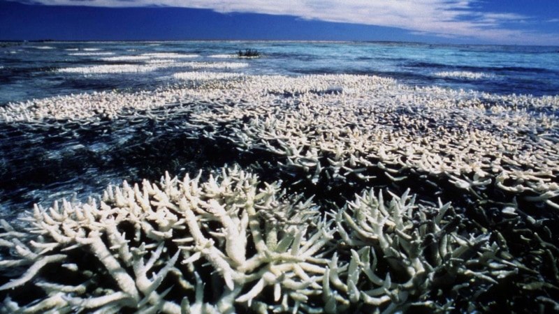 UNESCO: Veliki koralni greben kod Australije uvrstiti u ugrožene lokacije 