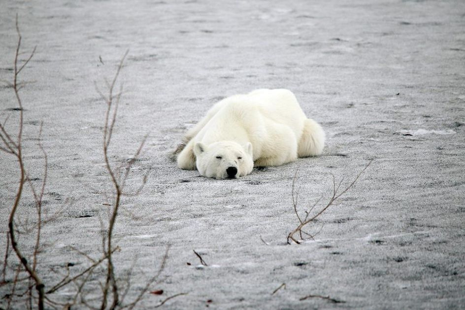 UPOZNAJTE POLARNOG GRIZLIJA: Kritično ugroženi polarni medvedi pare se sa grizljima na Aljasci kako bi preživeli klimatske promene