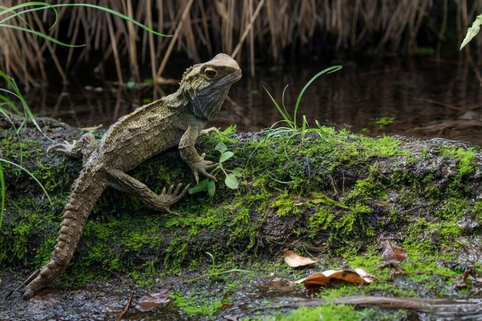 UPOZNAJTE TUATARE: Ovi usporeni živi fosili imaju najbržu spermu u reptilskom svetu VIDEO