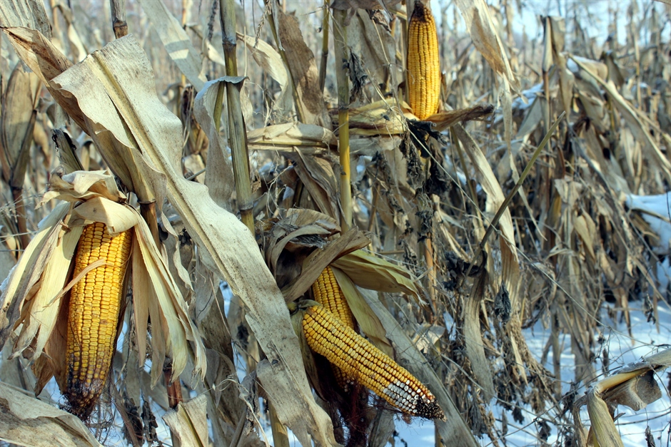 UPOZORENJE: Aflatoksin vreba iz kukuruza