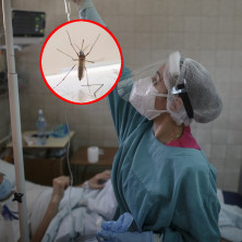 UPOZORENJE Komarci šire smrtonosni virus u Srbiji! Novi slučajevi groznice Zapadnog Nila uznemiravaju naciju!