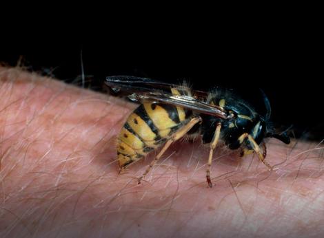 UPOZORENJE LEKARA Alergični ste na ubod insekta? Ne krećite nigde bez ovoga