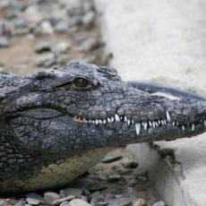 UŽASNA NESREĆA: Krokodil progutao dečaka (7) pred porodicom - Sestre vrištale, baka je zakasnila